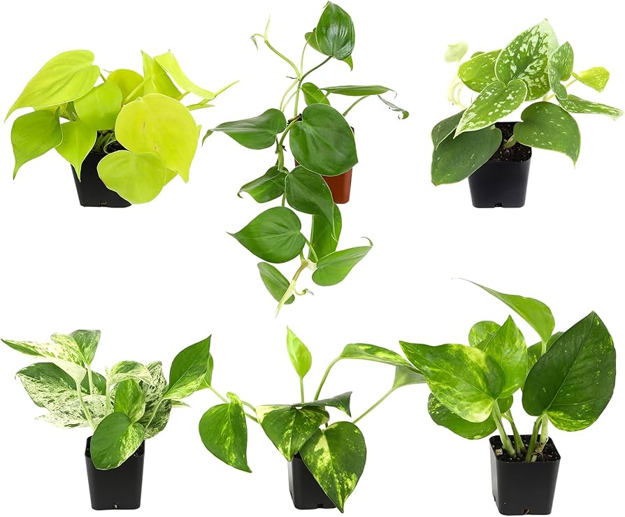 Real Plants