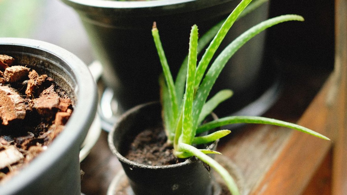 Real Plants vs Faux: An Honest Comparison